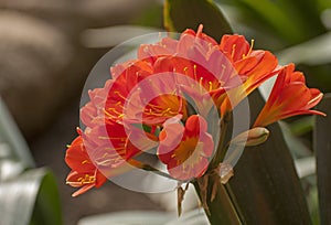 Flowering clivias