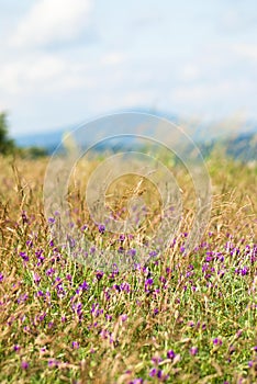 Flowering clover in a meadow