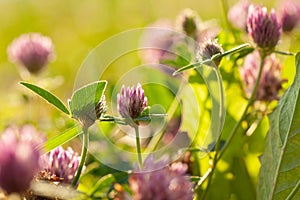Flowering clover in meadow, clover flower lit by sunlight on blurred green grass in spring