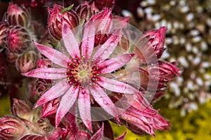 Flowering Cobweb Houseleek