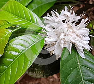 The flowering coffee plant is white