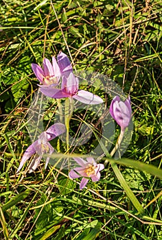 Flowering Colchicum autumnale in autumn Carpathian mountains in Slovakia photo