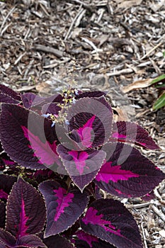 Flowering coleus with purple and pink leaves in garden