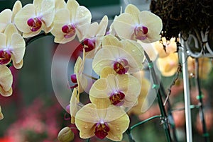 Flowering of colorful orchids, Thailand