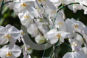 Flowering of colorful orchids, Thailand