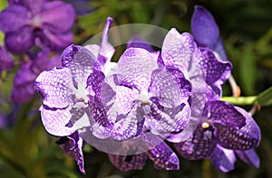 Flowering of colorful orchids, Thailand