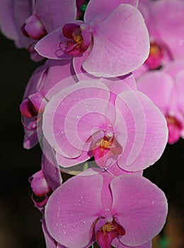 Flowering of colorful orchids, Thailand