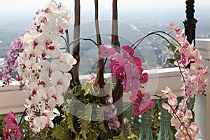 Flowering of colorful orchids, Thailand