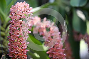 Flowering of colorful orchids, Thailand