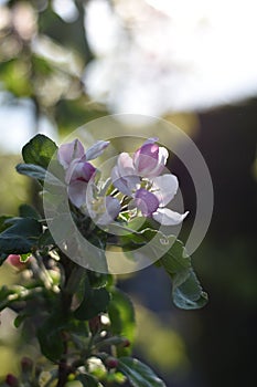 Flowering columnar apple (Malus domestica)