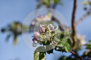 Flowering columnar apple (Malus domestica)