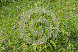 flowering comfrey plant with purple flowers