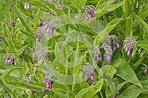 flowering comfrey plant with purple flowers