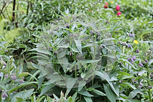 Flowering common comfrey Symphytum officinale plant with green leaves in garden