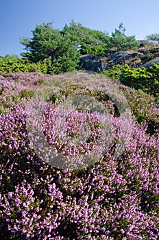 Flowering common heather, pines and boulders on norwegian coast