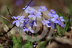 Flowering common hepatica or liverwort (Hepatica nobilis) plants in forest