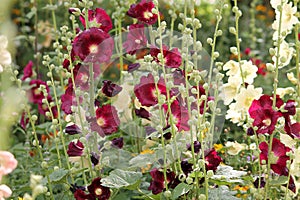 Flowering common hollyhock Alcea rosea plants with dark red flowers in garden