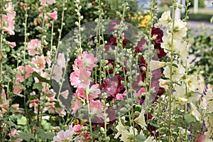 Flowering common hollyhock Alcea rosea plants with flowers of different colors in garden