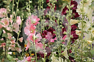 Flowering common hollyhock Alcea rosea plants with flowers of different colors in garden