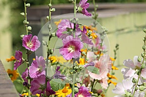 Flowering common hollyhock Alcea rosea plants with flowers of different colors in garden