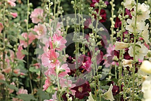 Flowering common hollyhock Alcea rosea plants with flowers of different colors in garden