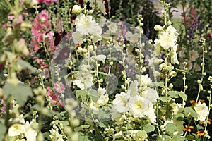 Flowering common hollyhock Alcea rosea plants with flowers of different colors in garden