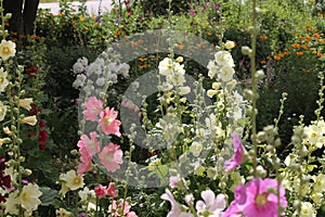 Flowering common hollyhock Alcea rosea plants with flowers of different colors in garden