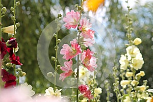 Flowering common hollyhock Alcea rosea plants with flowers of different colors in garden