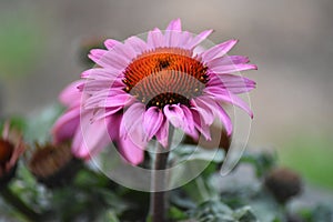 Flowering Coneflower (Echinacea purpurea)