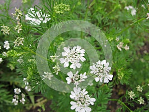 Flowering coriander, Coriandrum sativum