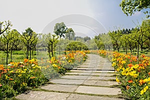 Flowering corn poppies along flagstone path at sunny spring noon