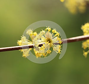 Flowering Cornus mas photo