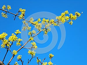 Flowering Cornus mas Cornelian cherry dogwood