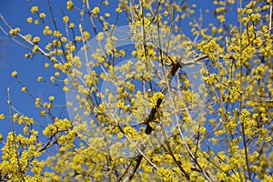 A flowering cornus mas in springtime, yellow tiny flowers of european cornel shrub