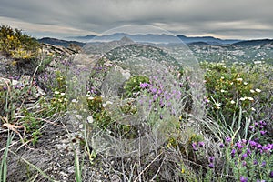 Flowering Corsican coastal desert des Agriates