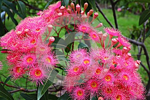 Corymbia Summer Beauty blossom bright pink photo