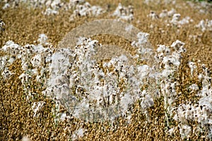 Flowering cotton grass