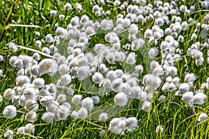 Flowering cotton grass in tundra in summer