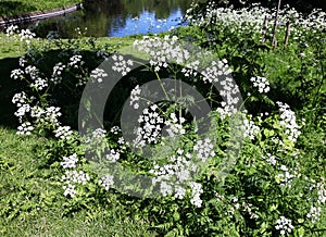 Flowering Cow Parsley Anthriscus Sylvestris wild white flowers in a park