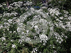 Flowering Cow Parsley Anthriscus Sylvestris wild white flowers in a park