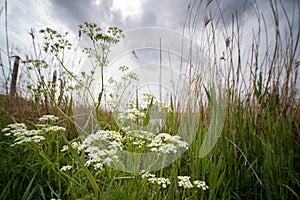 Flowering cow parsley in spring with dark clouds of light