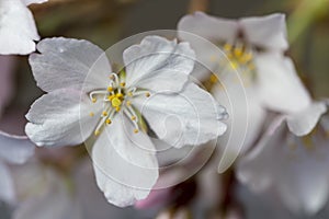 Flowering crab apple blossoms