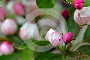 Flowering crab apple blossoms