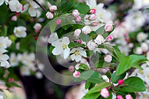 Flowering crab apple blossoms