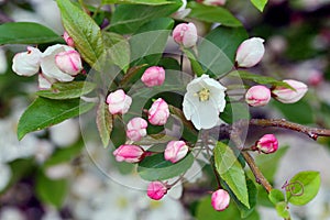 Flowering crab apple blossoms