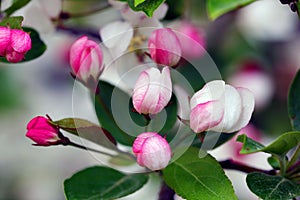 Flowering crab apple blossoms