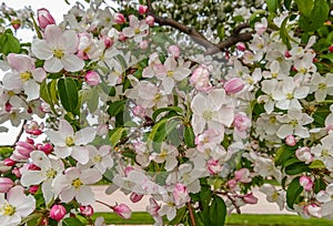 Flowering Crab Apple Tree in Full Bloom