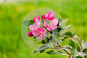 Flowering crabapple blooms