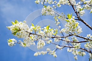 Flowering Crabapple home. The Apple tree blooms white flowers.
