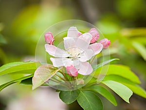 Flowering crabapple, Malus halliana, or Begonia